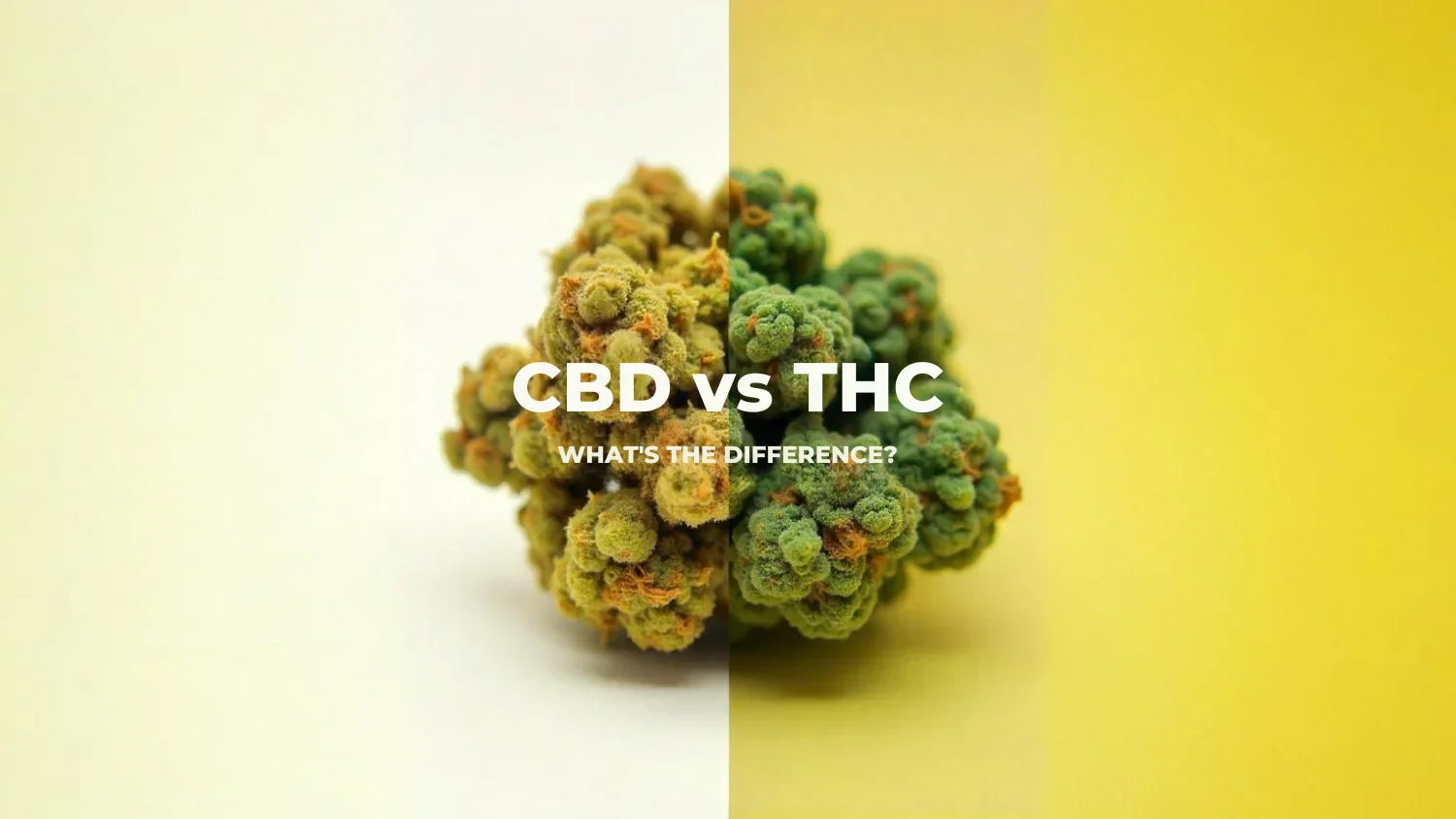CBD Flower vs. THC Flower What's the Difference?