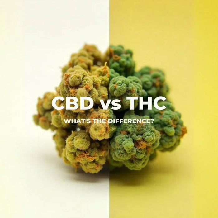 CBD Flower vs. THC Flower What's the Difference?