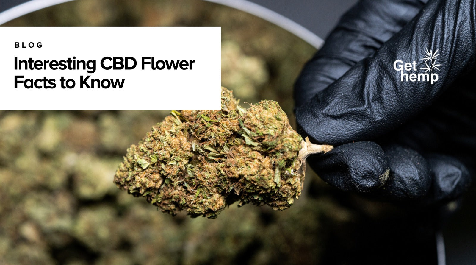 Interesting CBD Flower Facts to Know