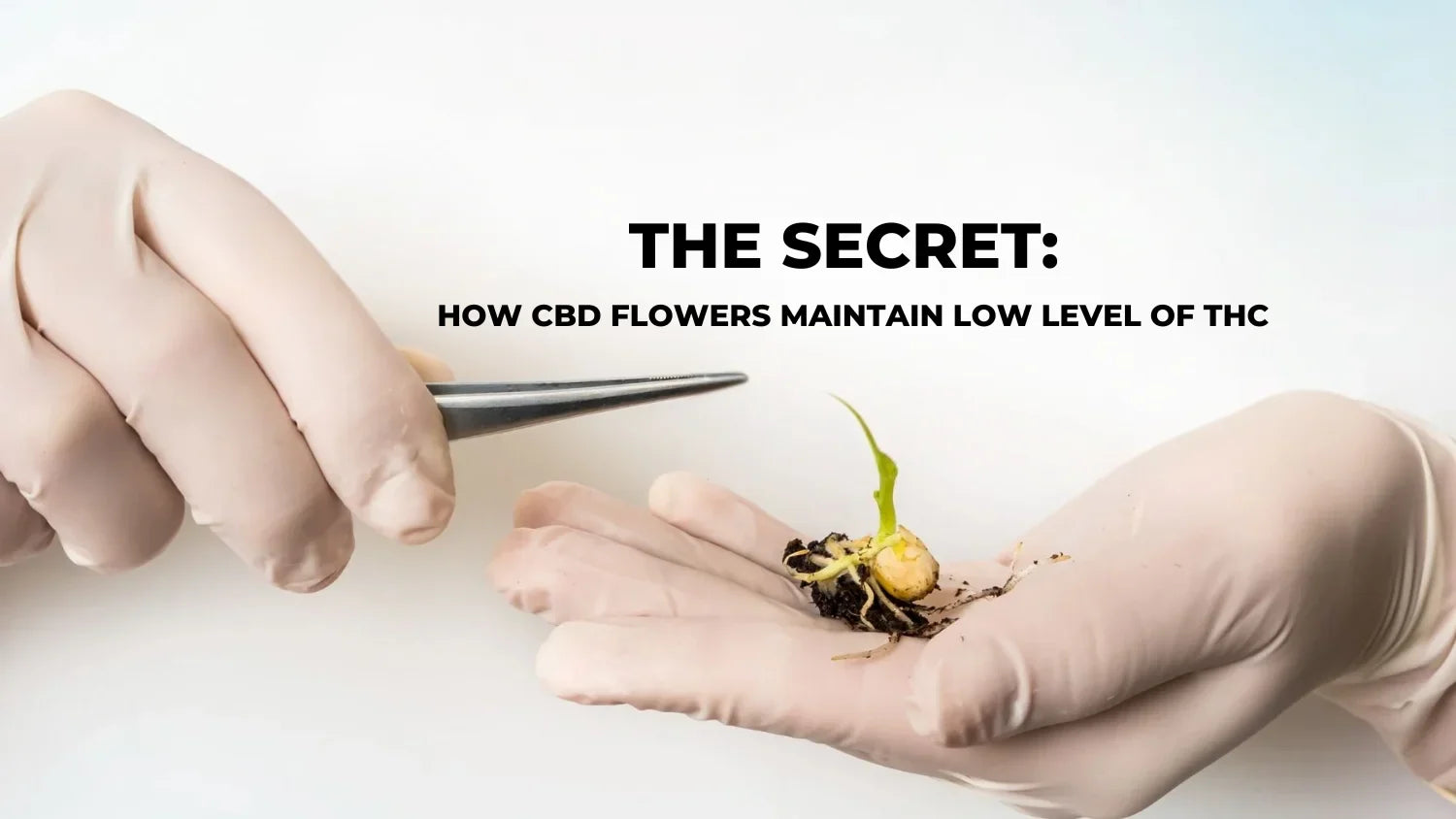 How CBD Flowers Keep THC Levels Low
