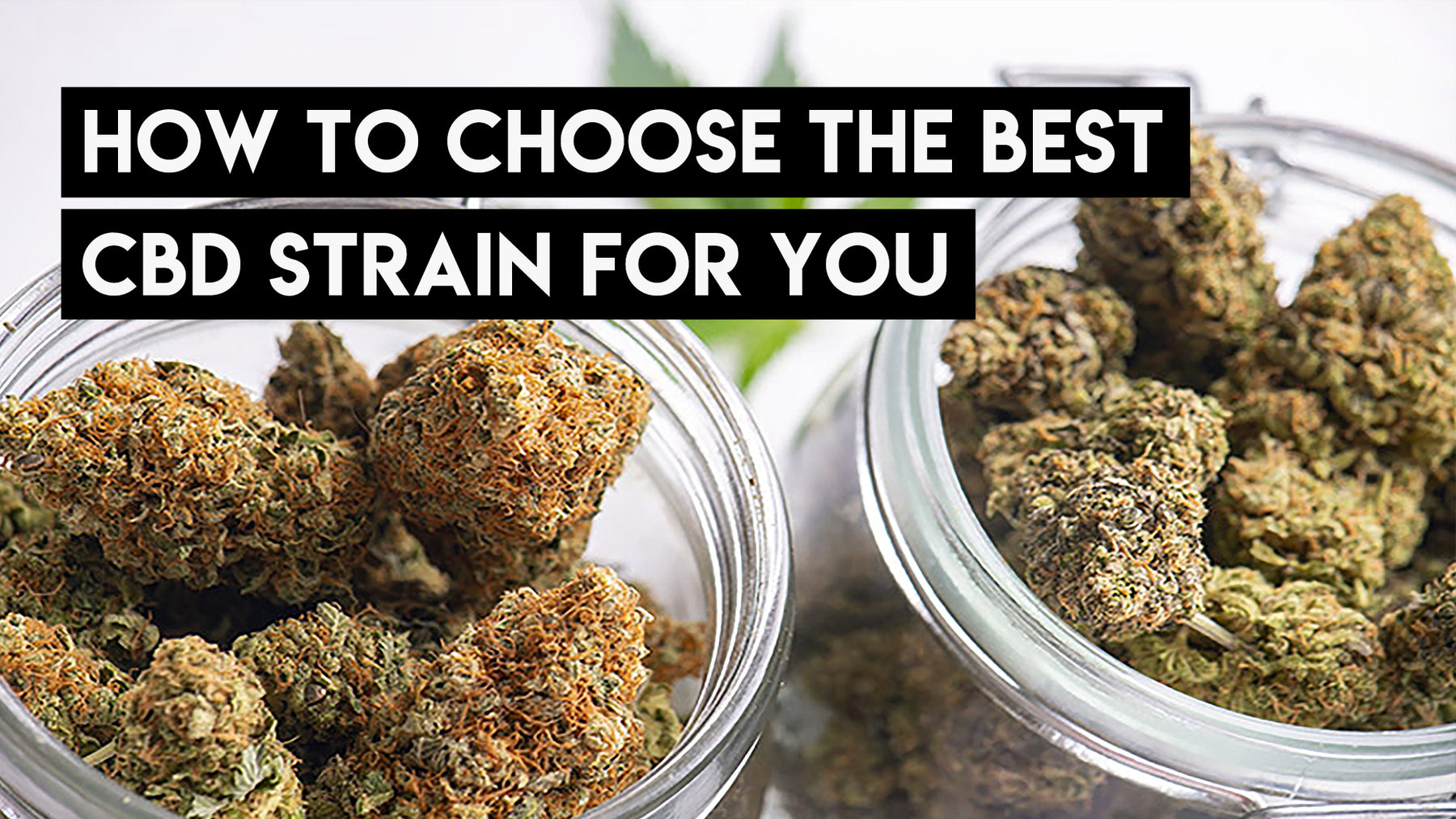 How to Choose the Best CBD Strain for You