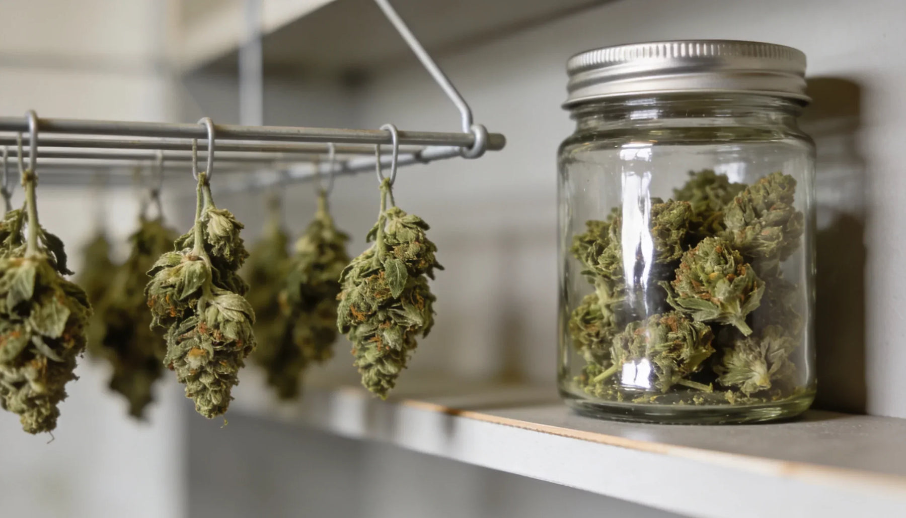 How CBD Flower Is Grown: From Seed to Shelf (and Why It Matters More Than You Think)