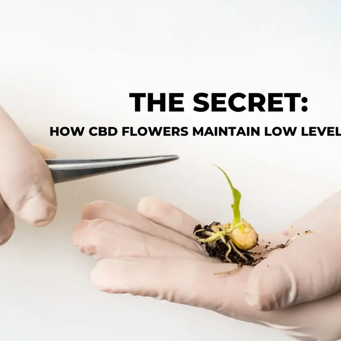 How CBD Flowers Keep THC Levels Low