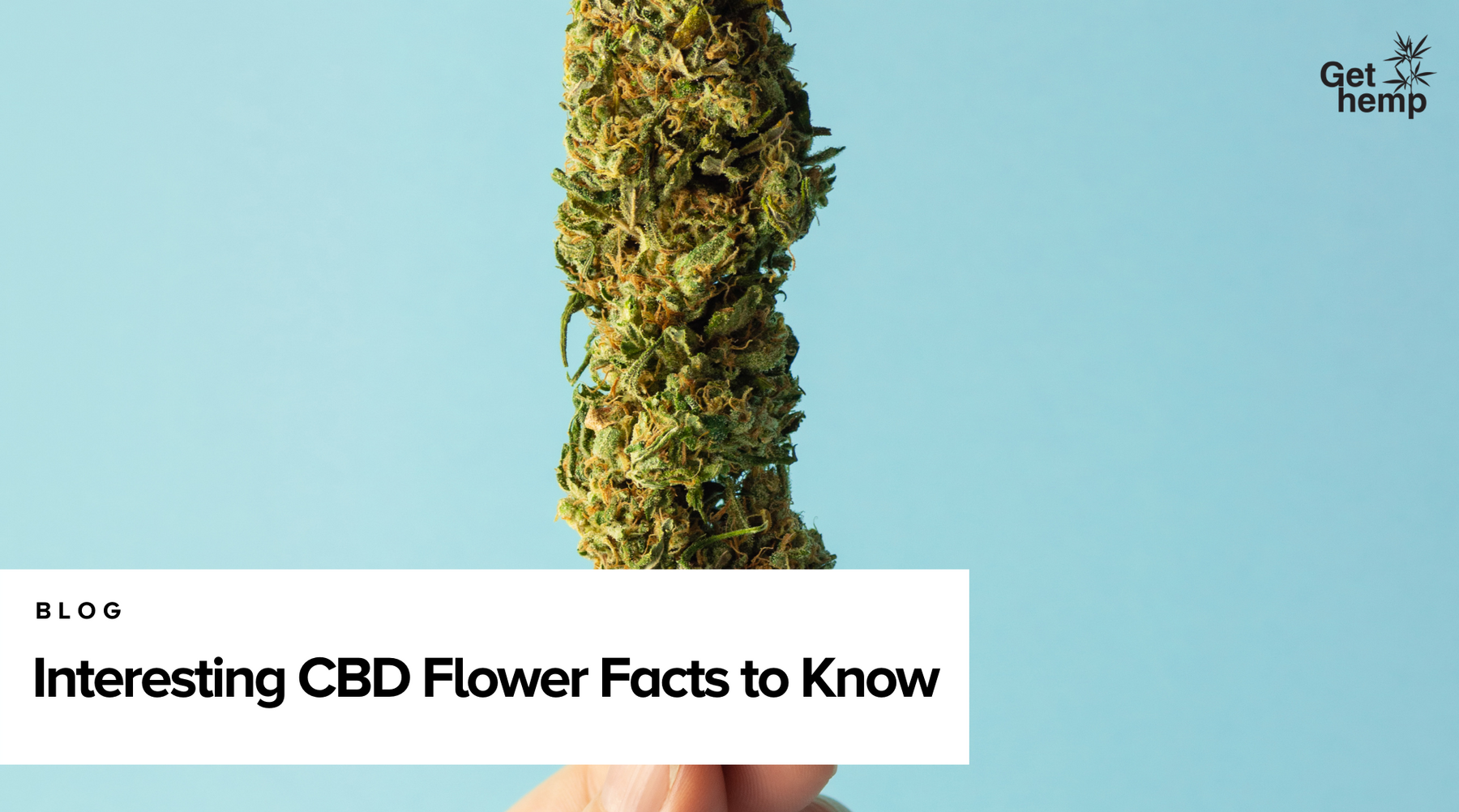 Interesting CBD Flower Facts to Know