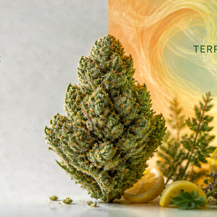 Terpenes vs. CBD%: What Actually Shapes Your Experience?