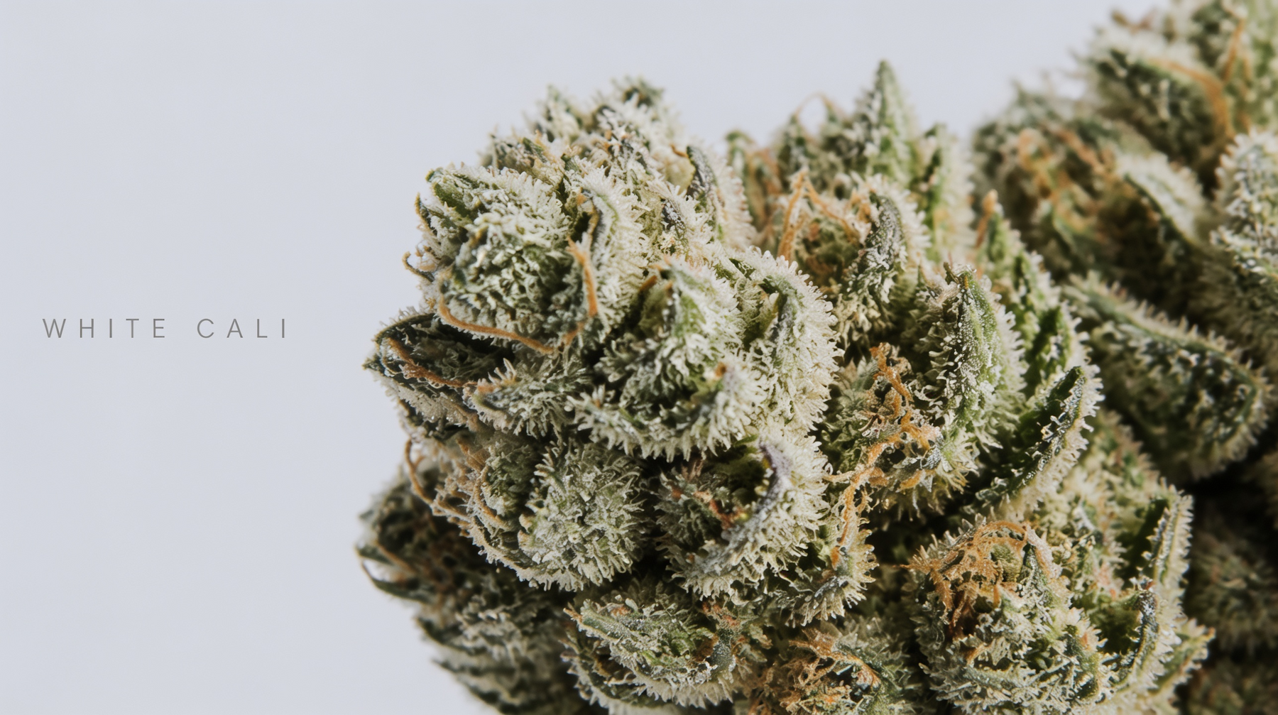 Why White Cali Looks White: The Science of Trichome Density