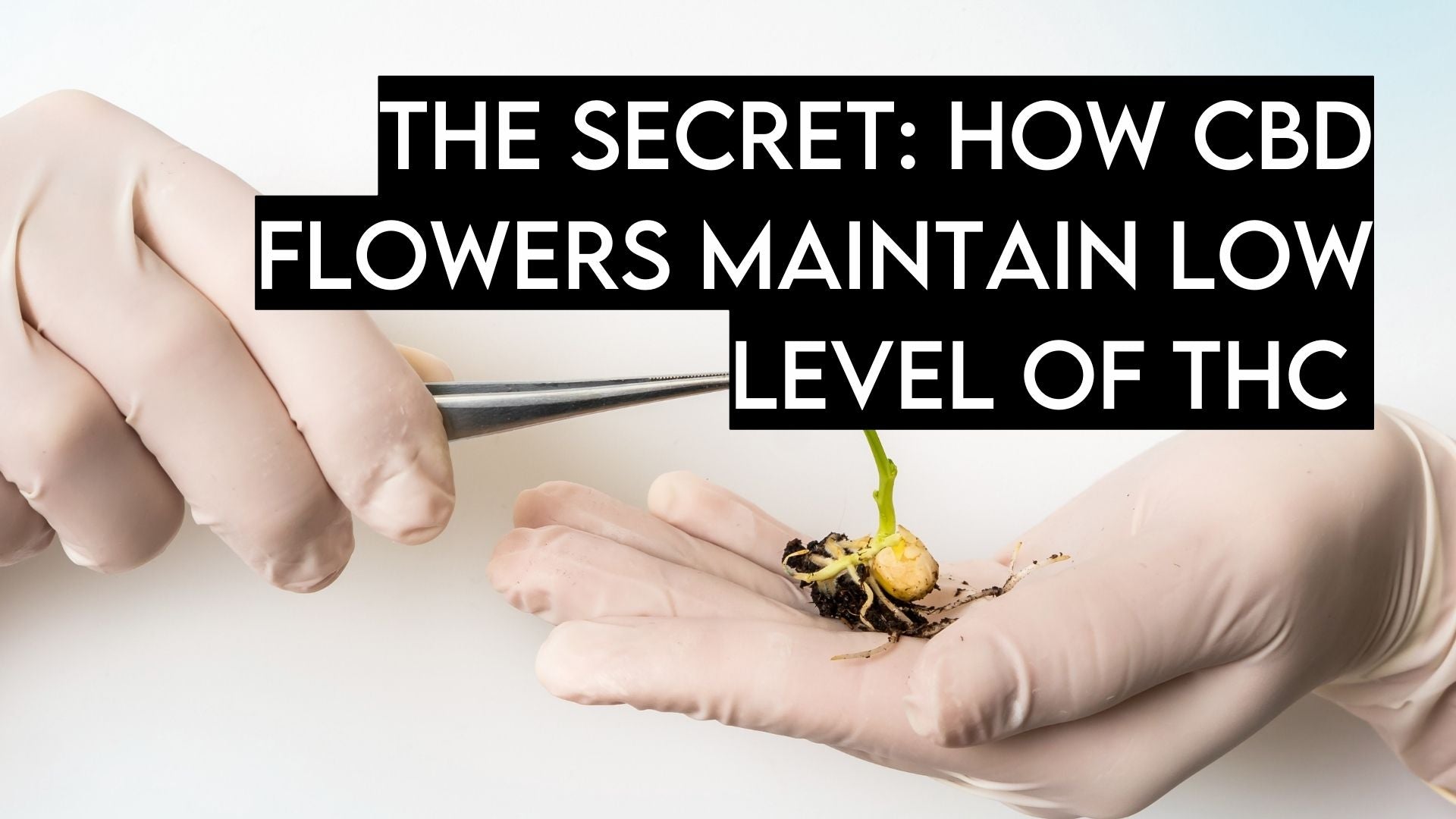 The Secret Revealed: How CBD Flowers Keep THC Levels Low