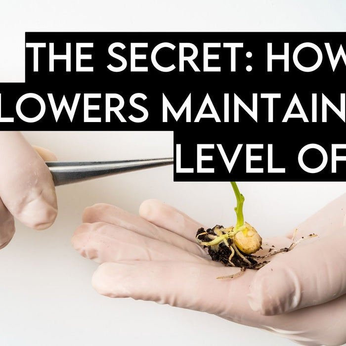 The Secret Revealed: How CBD Flowers Keep THC Levels Low