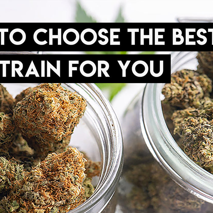 How to Choose the Best CBD Strain for You