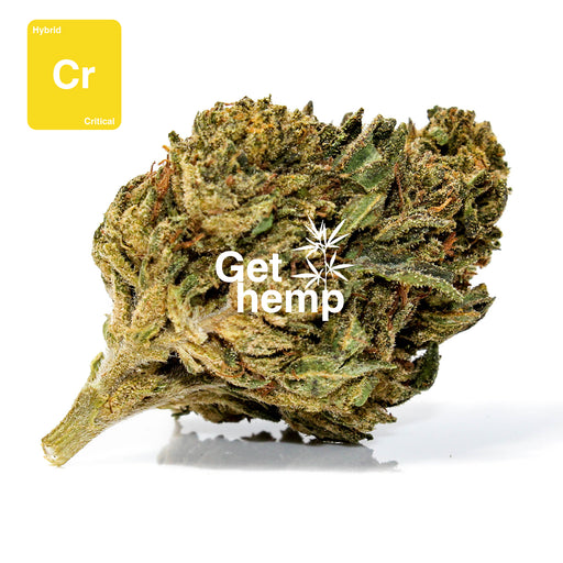 CBD hemp bud flower critical