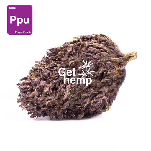 CBD hemp bud flower purple punch