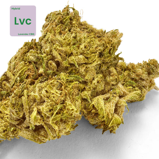Gethemp Lavender CBG CBD Flower Bud